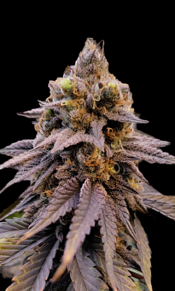 Purple Peach ♀️
