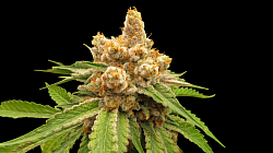 Guava Goo ♀️