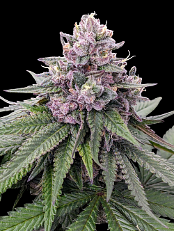 Laffy Taffy ♀️