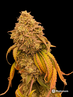 Cherry Zkittles ♀️