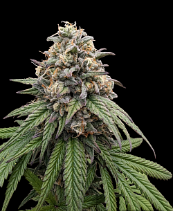 Maraschino ♀️