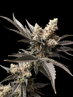 Black Cherry ♀️