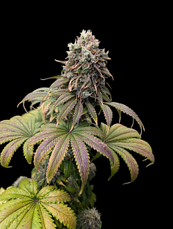 Peach Cobbler ♀️