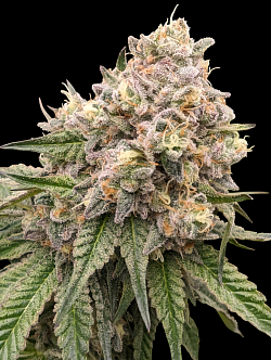 Cherry Boof♀️